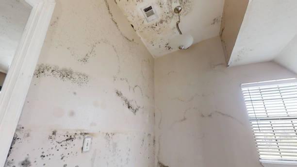 Best Mold Removal for HVAC Installations  in Loris, SC