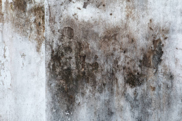 Best Environmental Consulting for Mold Prevention  in Loris, SC