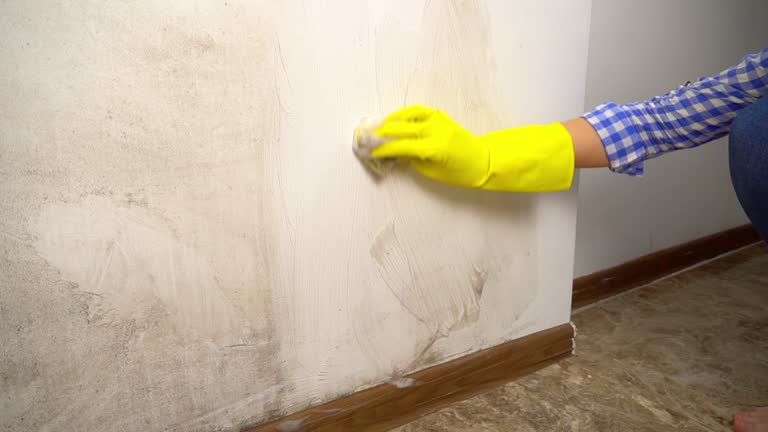Best Emergency Mold Remediation  in Loris, SC