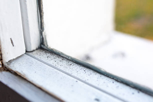Best Residential Mold Inspection & Testing  in Loris, SC