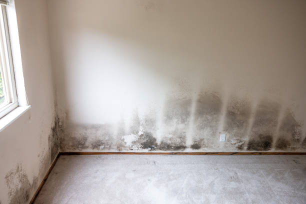 Best Airborne Mold Testing  in Loris, SC