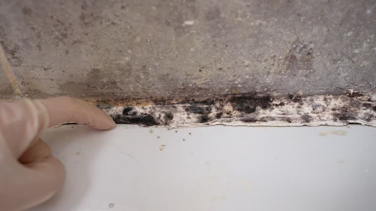 Best Post-Construction Mold Inspection  in Loris, SC